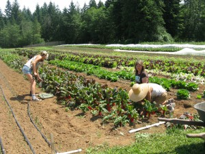 Local Chard on the fields at Pattison Farms