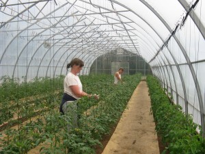 Pattison Farms greenhouse