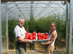 Fresh Tomatoes at Pattison Farms